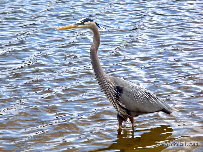 Heron 3